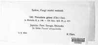 Pyricularia grisea image